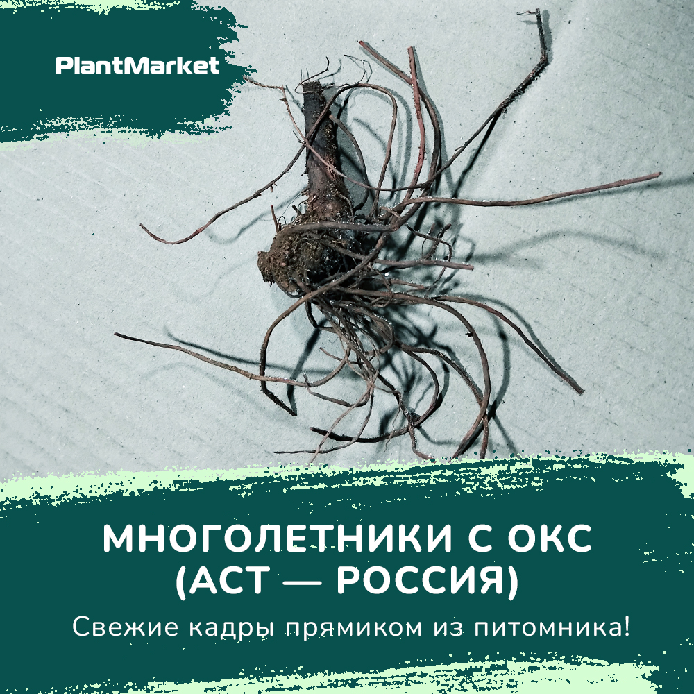 многолетникии аст 03.02_1.jpg