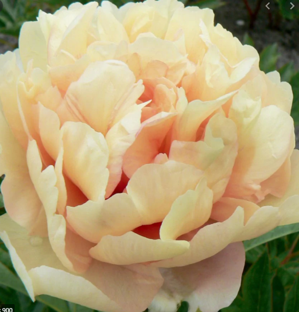 Canary Brilliants.png