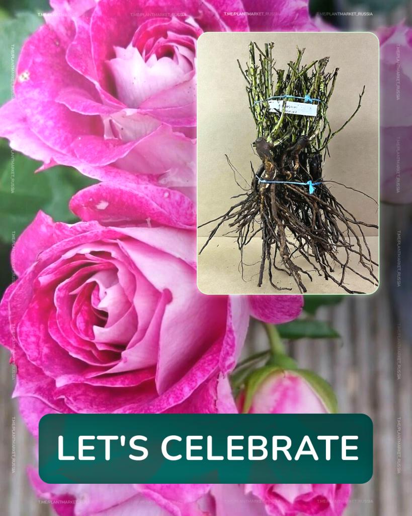 Let's Celebrate (3).jpg