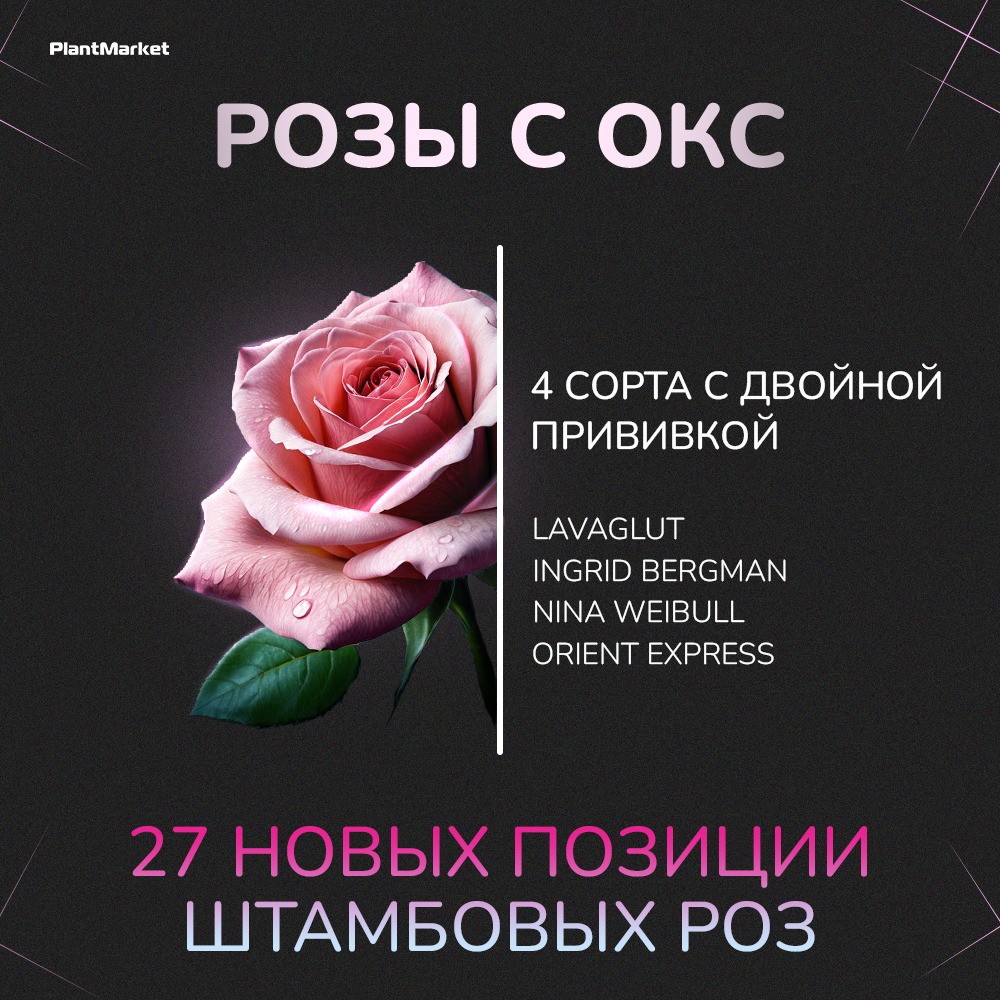 розы обновление 17.11.25_1.jpg