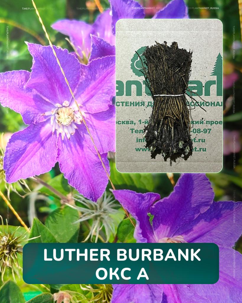 Luther Burbank ОКС А.jpg