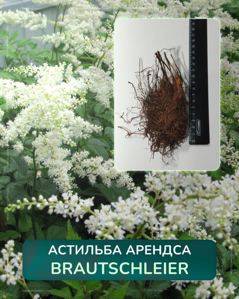 Brautschleier астильба.jpg