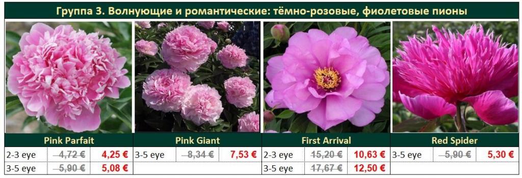 paeonia aksia 3.jpg