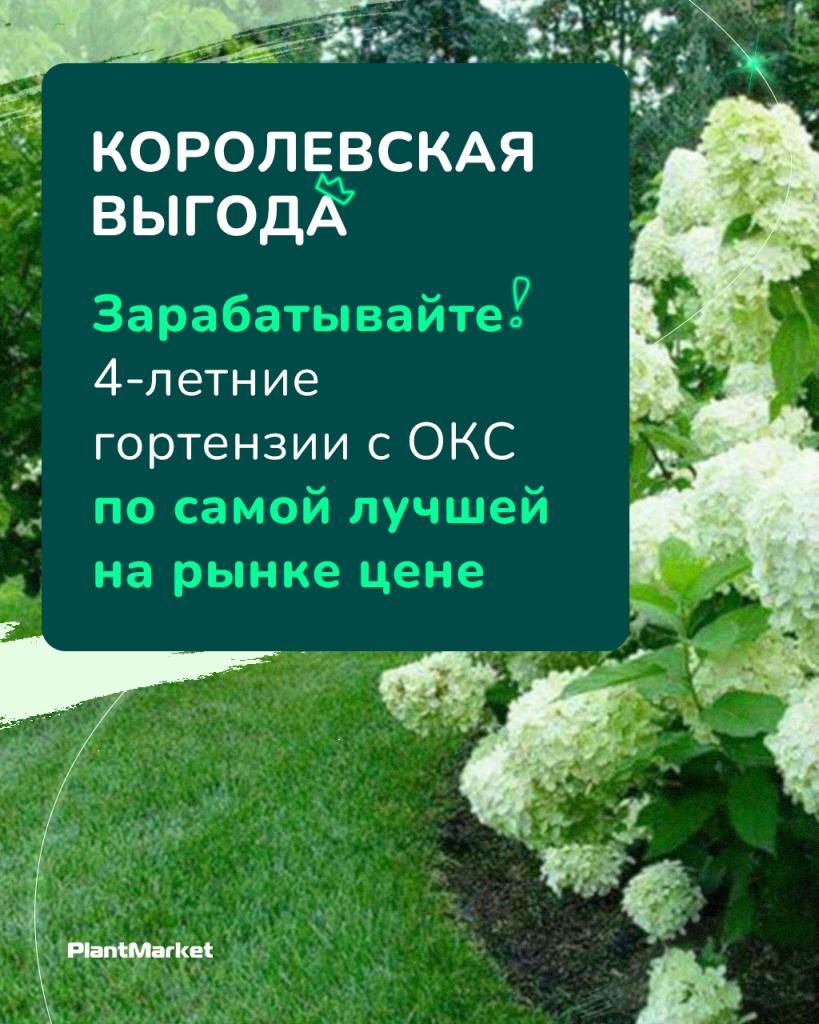 обложка гортензии акция 06.02.26 вертикальный.jpg