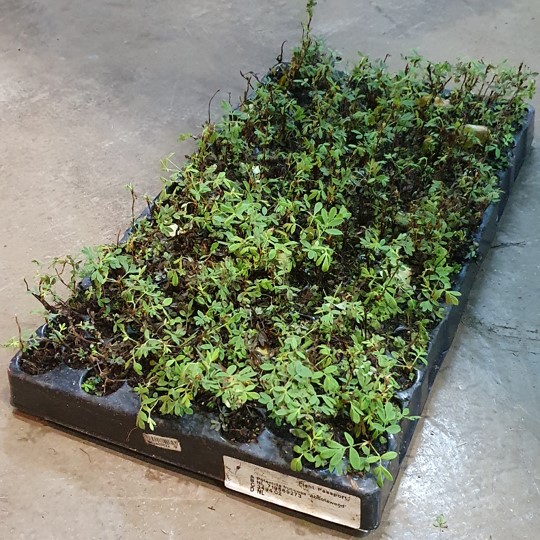 Cherenki v kassetah Hecostek 2.jpg