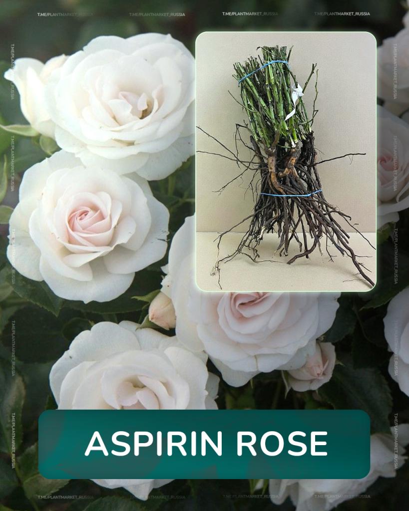 Aspirin Rose (3).jpg