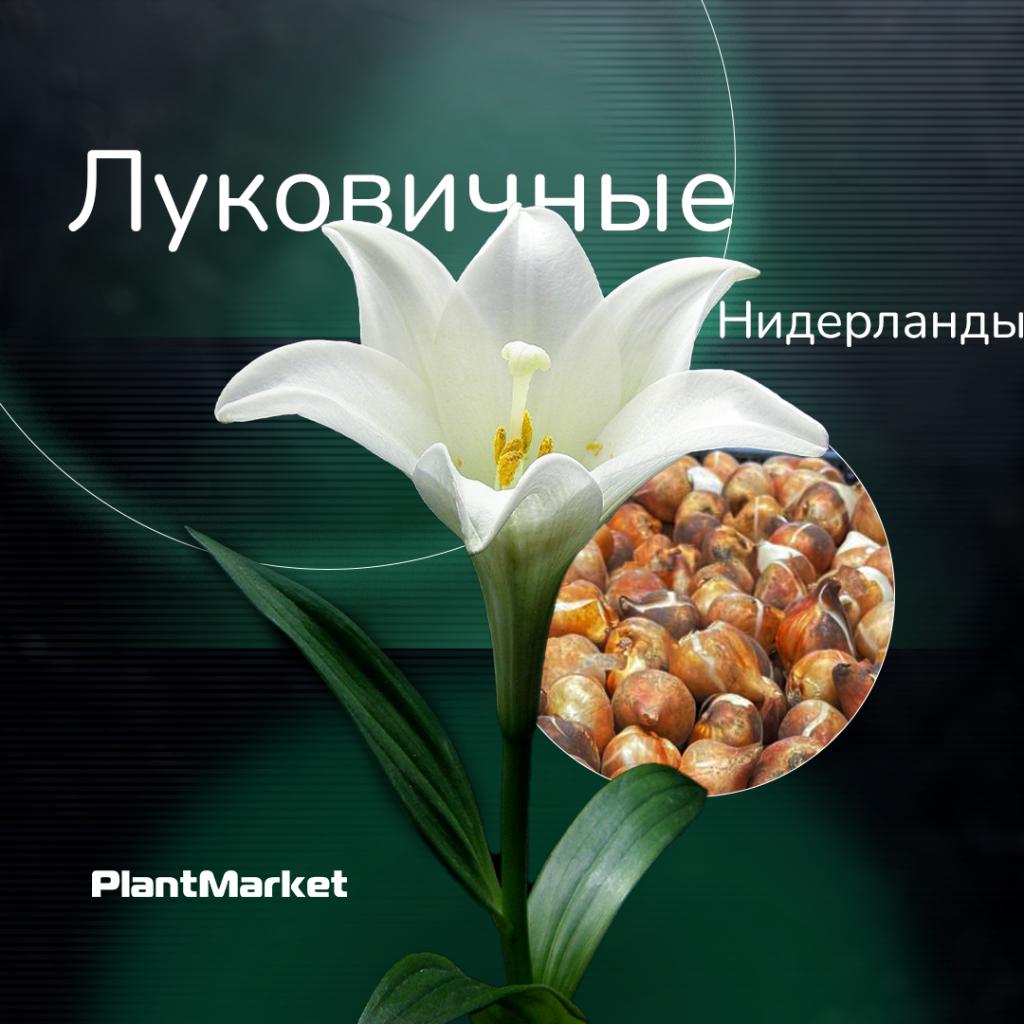 луковичные 28.11.24.jpg