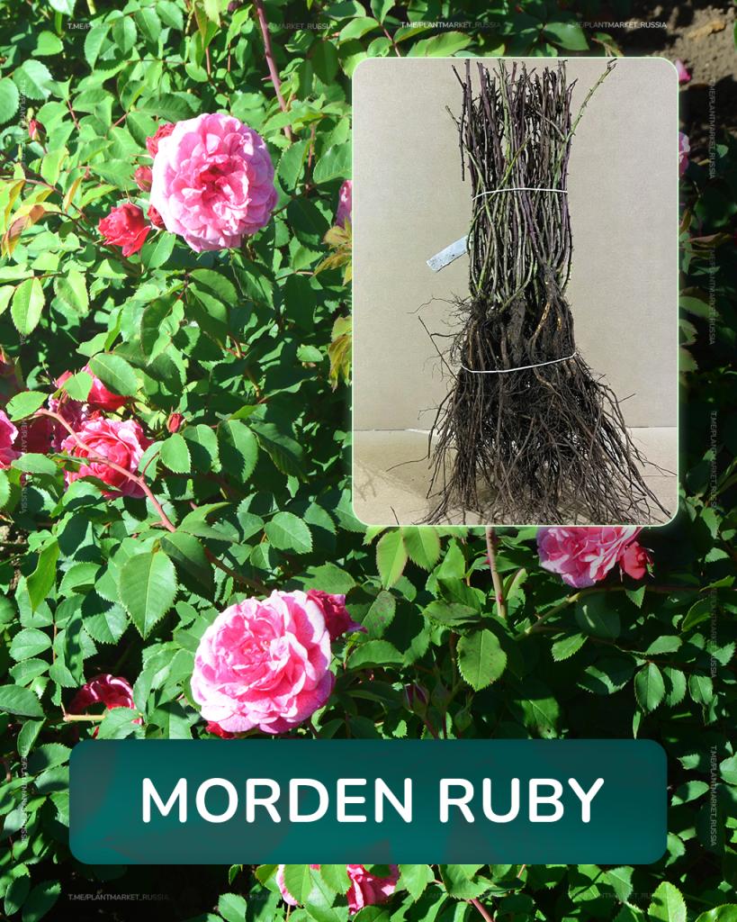 Morden Ruby (3).jpg