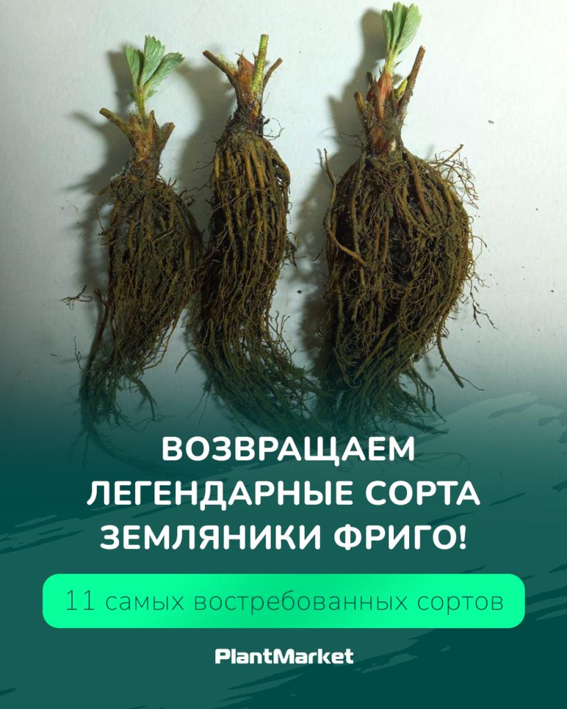 фриго 03.03.26.jpg