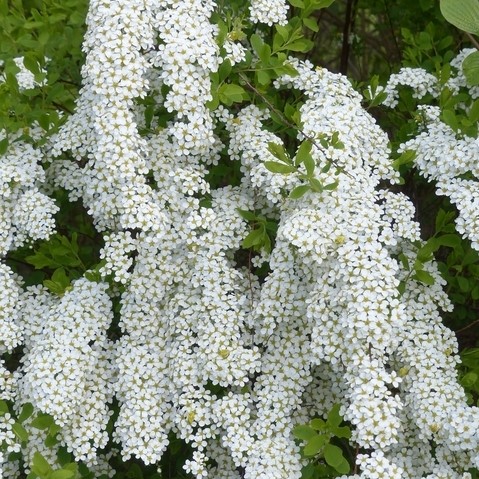 Spiraea cinerea Grefsheim.jpg