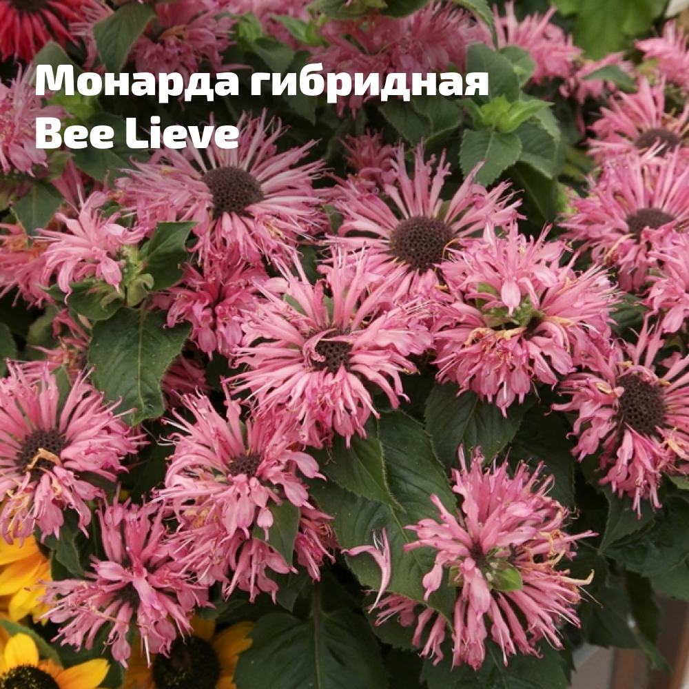 Frame 2353.jpg Frame 2353.jpg