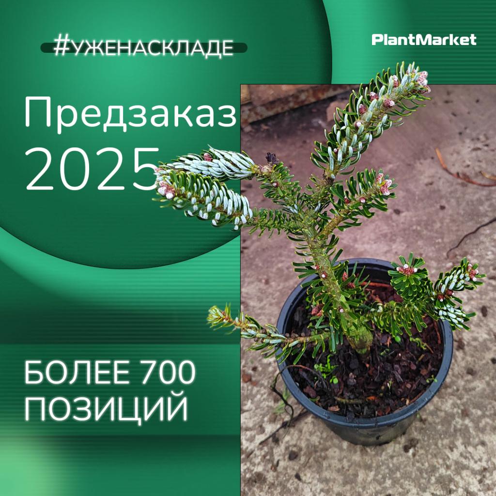 предзаказа 05.02.25.jpg