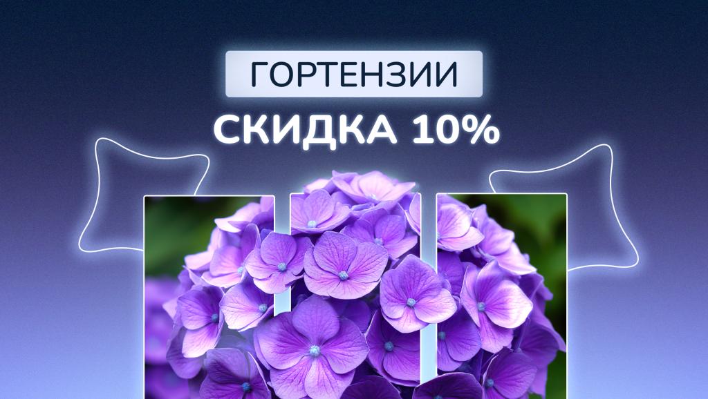 гортензии акция 10.07.25 (1).jpg