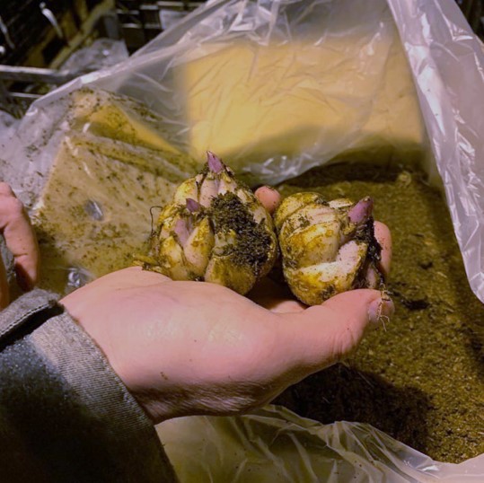 Lilium likovitsy v yzshikah - 3.jpg