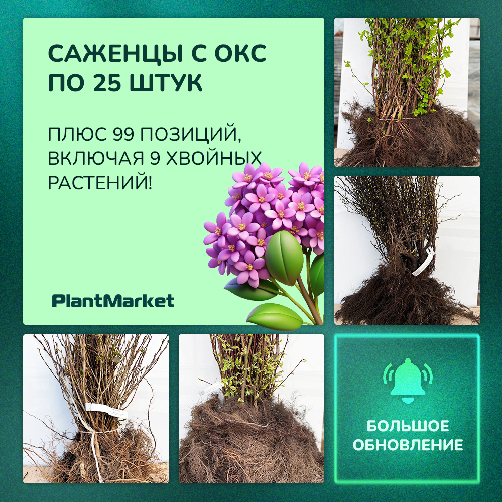 16.12.25 саженцы окс 25шт.jpg