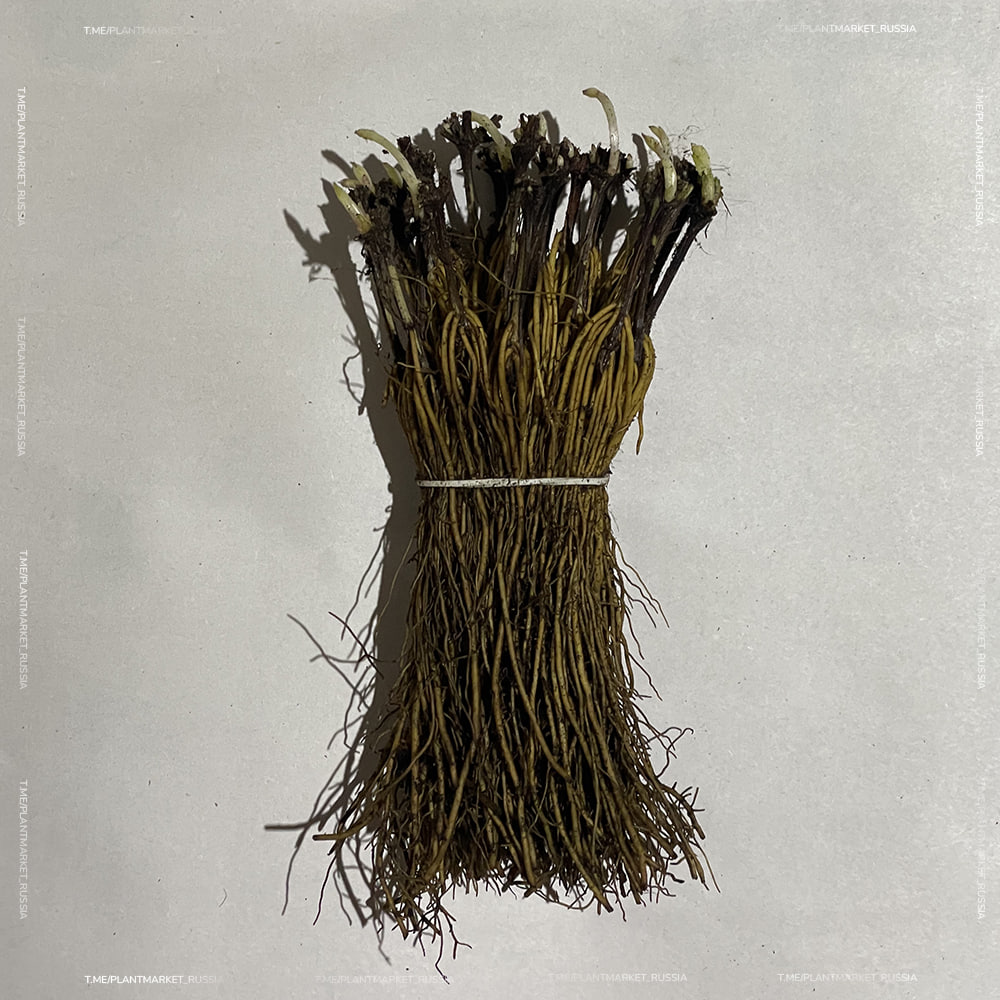 photo_2025-11-12_16-37-09 (2).jpg