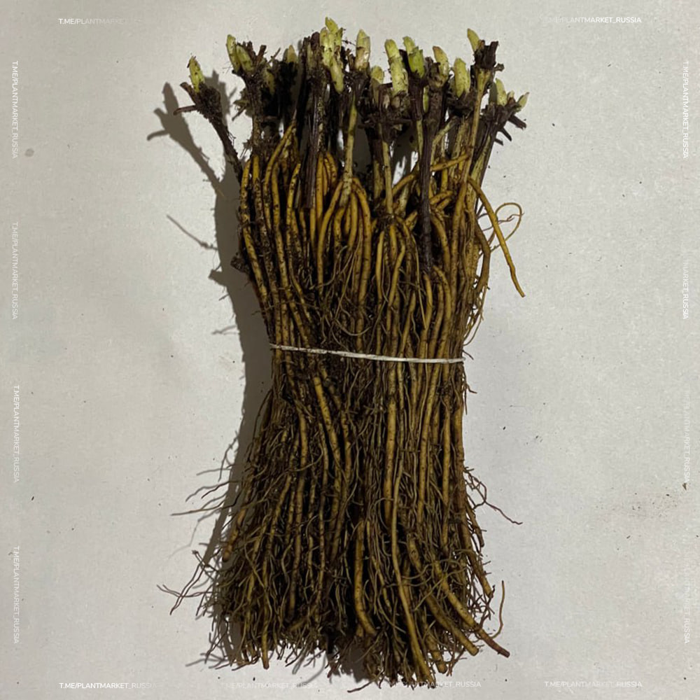 photo_2025-11-12_16-37-09 (4).jpg