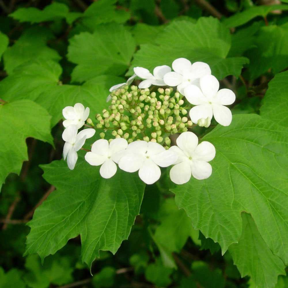 Viburnum opulus.jpg