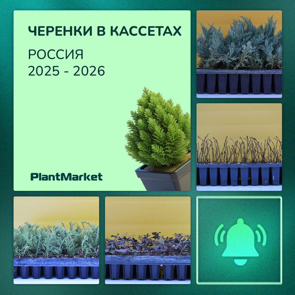 25.11.25 зеленый кассеты 25.11.25 и 4 фото.jpg