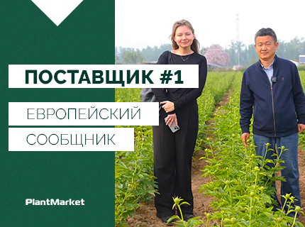 Поставщик #1 Европейский сообщник