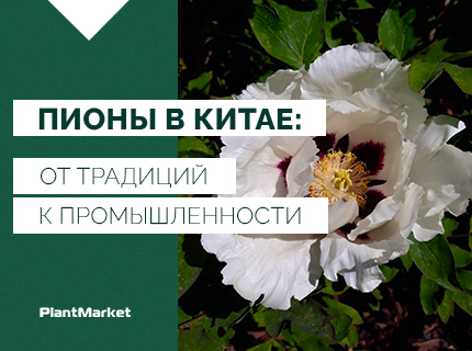 Пионы в Китае: от традиции к промышленности