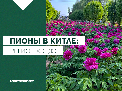 Пионы в Китае: Регион Хэцзэ
