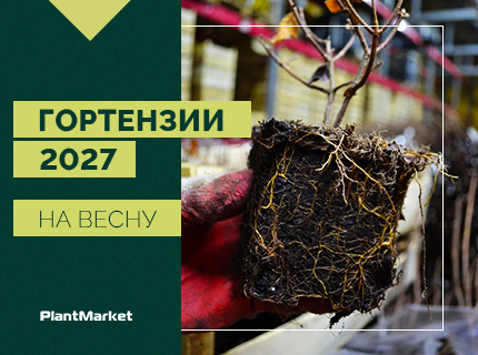 Гортензии 2027