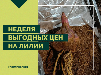 НЕДЕЛЯ ВЫГОДНЫХ ЦЕН НА ЛИЛИИ