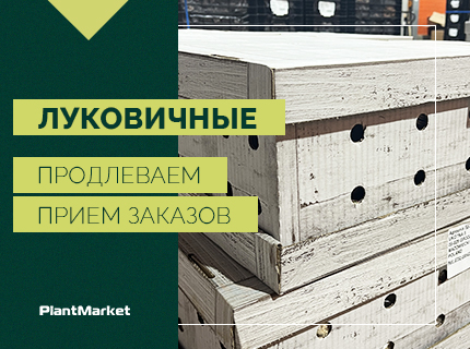 Луковичные — продлеваем приём заказов на 36 неделю выдачи!