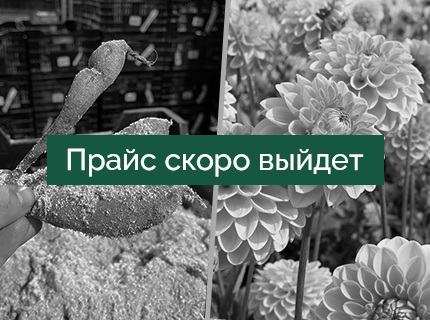 Георгины с ОКС