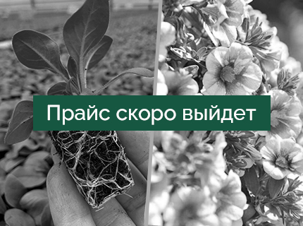 Однолетники в кассетах