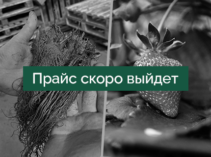 Земляника садовая ФРИГО
