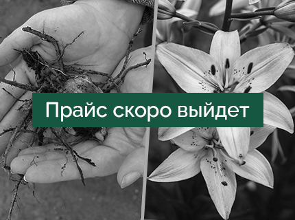 Лилии в ящиках