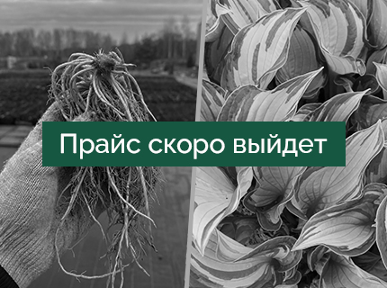 Хосты с ОКС