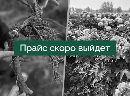 Пионы древовидные с ОКС