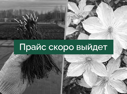 Клематисы с ОКС и в Р7-Р9