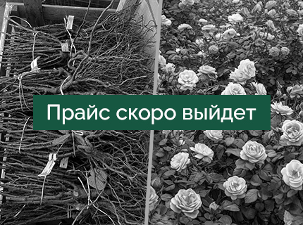 Розы с ОКС