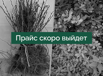 Саженцы с ОКС по 25 штук
