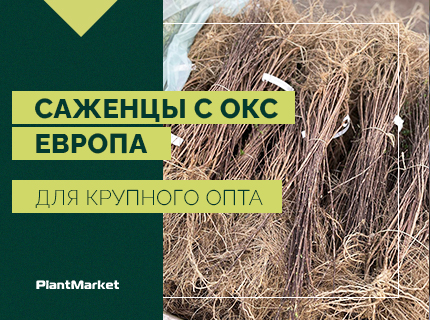 Открываем приём заказов по предложению на Саженцы с ОКС Европа, крупный опт осень 2026 — весна 2027