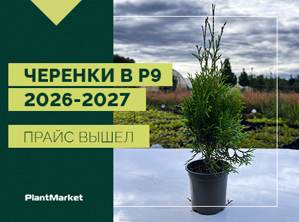ЧЕРЕНКИ В P9 – ВЫШЕЛ ПРАЙС 2026-2027