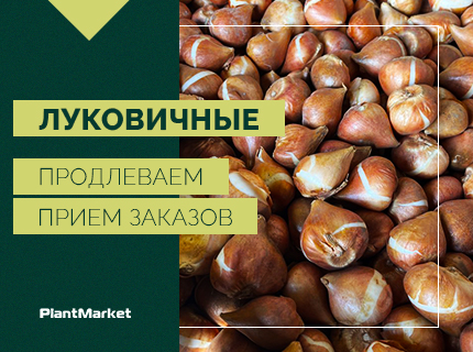 Продлили прием заказов до 10.09.2026 по предложению Луковичные