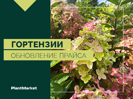Обновление прайса Гортензии с ОКС, Р8-P12 и в кассетах (EU, RUS) – ВЕСНА 2027