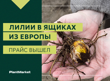 Открываем прием заказов по предложению Лилии в ящиках из Европы