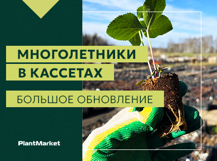 Обновлено предложение Многолетники в кассетах (Европа) — весна 2027