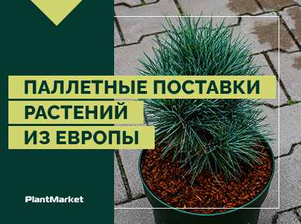 Открываем паллетные поставки растений из Европы