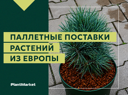 Открываем паллетные поставки растений из Европы
