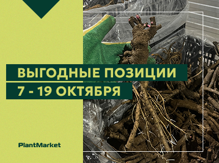 Выгодные позиции 7 — 19 октября