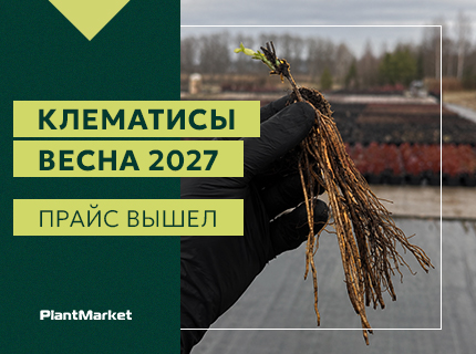 Открыт прием заказов на КЛЕМАТИСЫ на весну 2027!