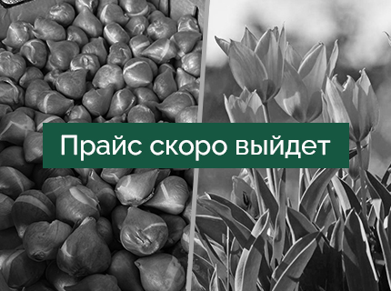 Луковицы тюльпанов в ящиках - осень 2026