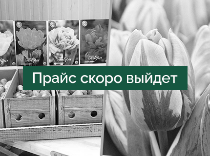 Луковичные